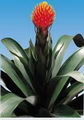 Guzmania conifera